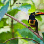 nic bird