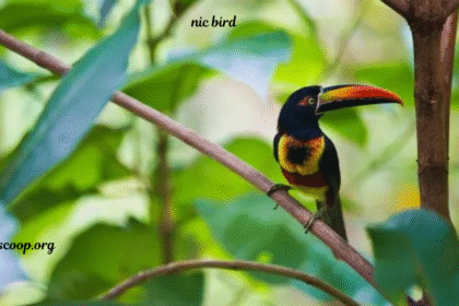 nic bird