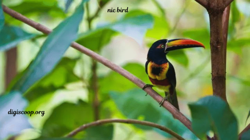 nic bird