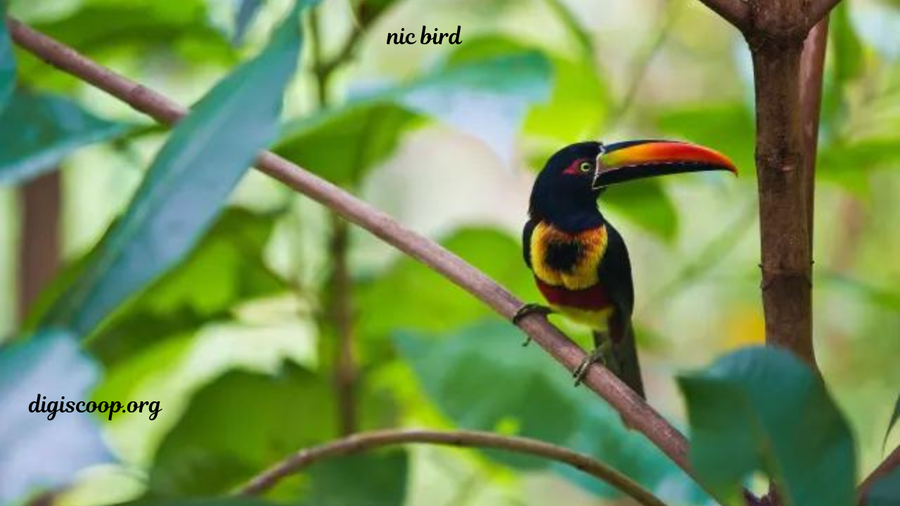 nic bird