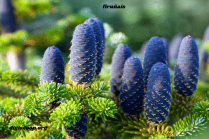 firuñais