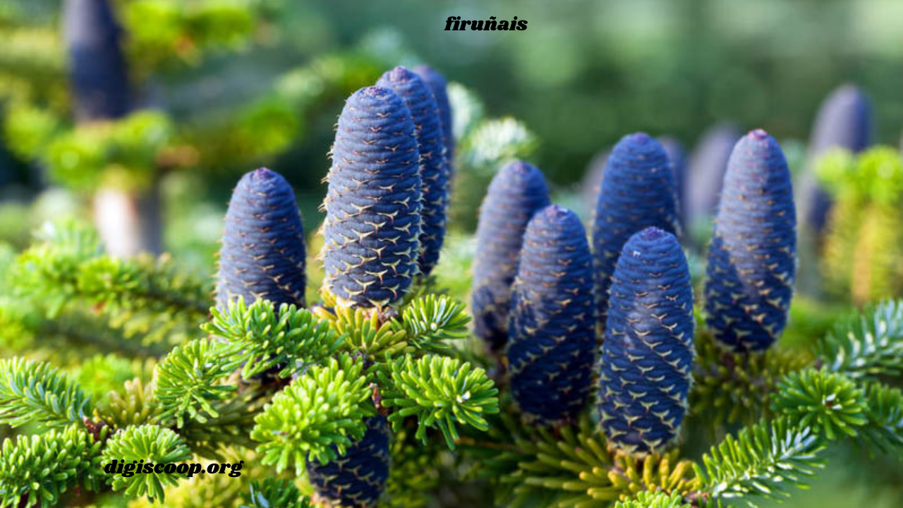 firuñais