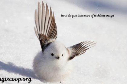 how do you take care of a shima enaga
