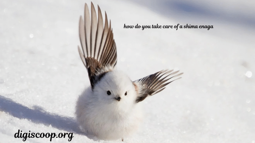 how do you take care of a shima enaga