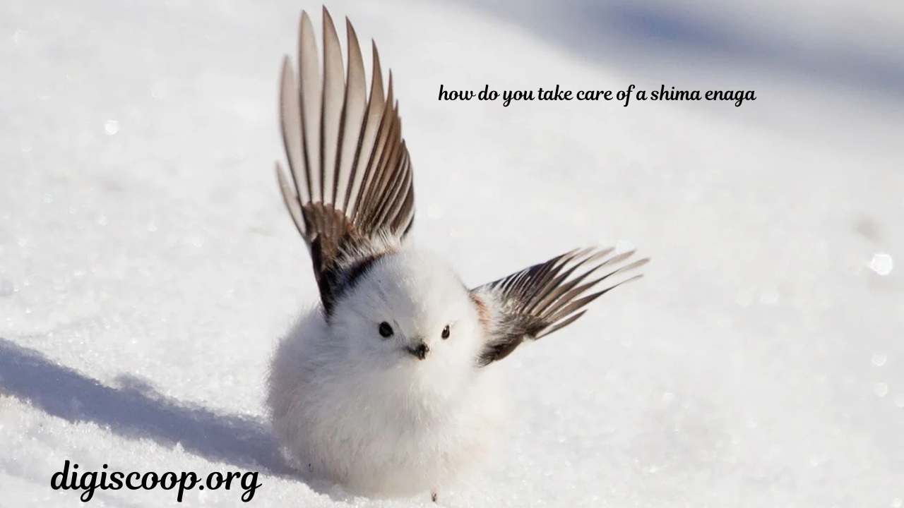 how do you take care of a shima enaga