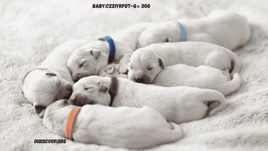 baby:czziykpdt-q= dog