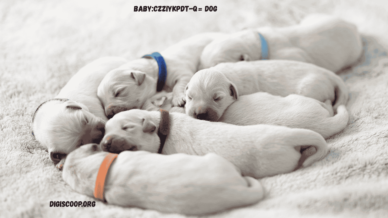 baby:czziykpdt-q= dog